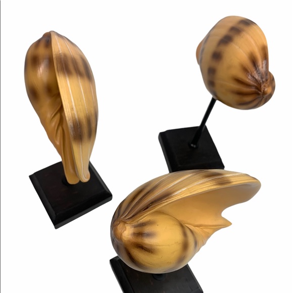 Shell Decor - Picture 3 of 8